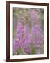 USA, Alaska, Valdez of fireweed flowers.-Jaynes Gallery-Framed Photographic Print