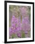 USA, Alaska, Valdez of fireweed flowers.-Jaynes Gallery-Framed Photographic Print