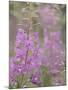 USA, Alaska, Valdez of fireweed flowers.-Jaynes Gallery-Mounted Photographic Print