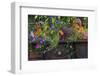 USA, Alaska, Wiseman. Flowers planted in vintage cook stove.-Jaynes Gallery-Framed Photographic Print