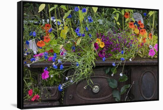 USA, Alaska, Wiseman. Flowers planted in vintage cook stove.-Jaynes Gallery-Framed Stretched Canvas