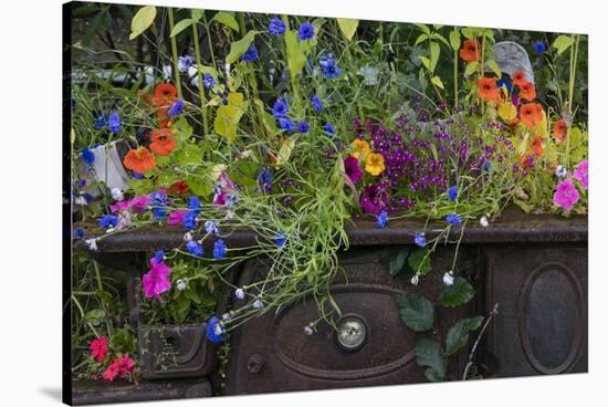 USA, Alaska, Wiseman. Flowers planted in vintage cook stove.-Jaynes Gallery-Stretched Canvas
