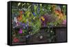 USA, Alaska, Wiseman. Flowers planted in vintage cook stove.-Jaynes Gallery-Framed Stretched Canvas