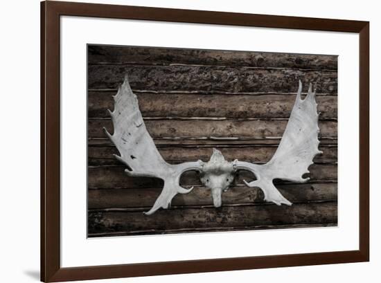 USA, Alaska, Wiseman. Moose antlers on log cabin wall.-Jaynes Gallery-Framed Premium Photographic Print