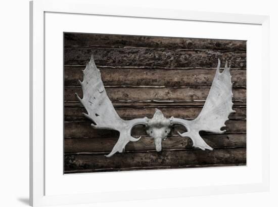 USA, Alaska, Wiseman. Moose antlers on log cabin wall.-Jaynes Gallery-Framed Premium Photographic Print