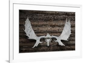 USA, Alaska, Wiseman. Moose antlers on log cabin wall.-Jaynes Gallery-Framed Premium Photographic Print