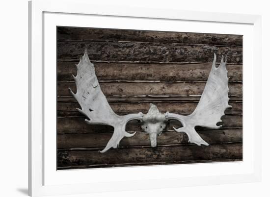 USA, Alaska, Wiseman. Moose antlers on log cabin wall.-Jaynes Gallery-Framed Premium Photographic Print