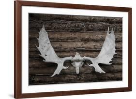 USA, Alaska, Wiseman. Moose antlers on log cabin wall.-Jaynes Gallery-Framed Premium Photographic Print