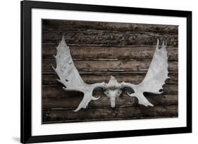 USA, Alaska, Wiseman. Moose antlers on log cabin wall.-Jaynes Gallery-Framed Premium Photographic Print