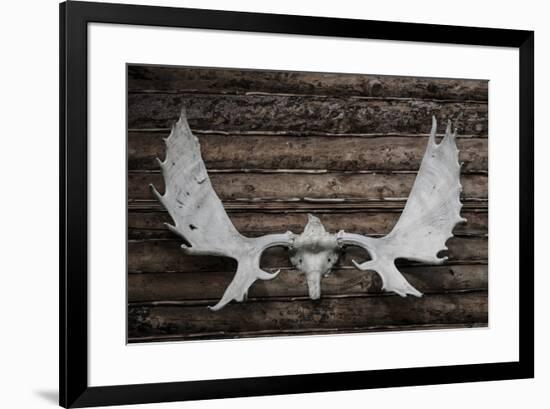 USA, Alaska, Wiseman. Moose antlers on log cabin wall.-Jaynes Gallery-Framed Premium Photographic Print