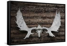 USA, Alaska, Wiseman. Moose antlers on log cabin wall.-Jaynes Gallery-Framed Stretched Canvas