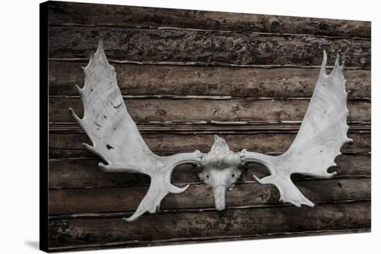 USA, Alaska, Wiseman. Moose antlers on log cabin wall.-Jaynes Gallery-Stretched Canvas