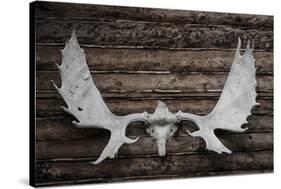 USA, Alaska, Wiseman. Moose antlers on log cabin wall.-Jaynes Gallery-Stretched Canvas