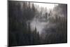 Usa, Alaska. Wisps of fog dance among trees in this Alaska rainforest scene on Admiralty Island.-Betty Sederquist-Mounted Photographic Print