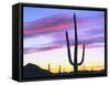 USA, Arizona, a Saguaro Cactus at Dusk-Jaynes Gallery-Framed Stretched Canvas