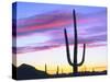 USA, Arizona, a Saguaro Cactus at Dusk-Jaynes Gallery-Stretched Canvas