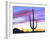 USA, Arizona, a Saguaro Cactus at Dusk-Jaynes Gallery-Framed Premium Photographic Print