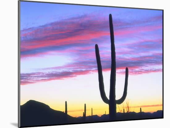 USA, Arizona, a Saguaro Cactus at Dusk-Jaynes Gallery-Mounted Premium Photographic Print