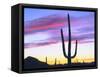 USA, Arizona, a Saguaro Cactus at Dusk-Jaynes Gallery-Framed Stretched Canvas