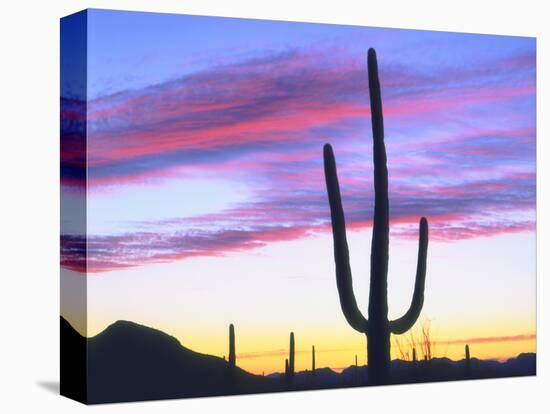 USA, Arizona, a Saguaro Cactus at Dusk-Jaynes Gallery-Stretched Canvas