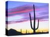 USA, Arizona, a Saguaro Cactus at Dusk-Jaynes Gallery-Stretched Canvas