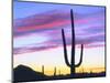 USA, Arizona, a Saguaro Cactus at Dusk-Jaynes Gallery-Mounted Photographic Print