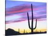 USA, Arizona, a Saguaro Cactus at Dusk-Jaynes Gallery-Stretched Canvas