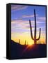 USA, Arizona, a Saguaro Cactus at Sunset-Jaynes Gallery-Framed Stretched Canvas