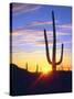 USA, Arizona, a Saguaro Cactus at Sunset-Jaynes Gallery-Stretched Canvas
