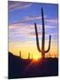 USA, Arizona, a Saguaro Cactus at Sunset-Jaynes Gallery-Mounted Photographic Print