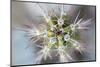 USA, Arizona. Abstract detail of cactus needles.-Jaynes Gallery-Mounted Photographic Print