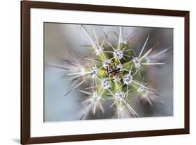 USA, Arizona. Abstract detail of cactus needles.-Jaynes Gallery-Framed Premium Photographic Print