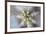 USA, Arizona. Abstract detail of cactus needles.-Jaynes Gallery-Framed Premium Photographic Print