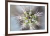 USA, Arizona. Abstract detail of cactus needles.-Jaynes Gallery-Framed Premium Photographic Print