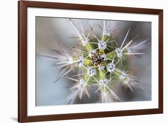 USA, Arizona. Abstract detail of cactus needles.-Jaynes Gallery-Framed Premium Photographic Print