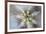 USA, Arizona. Abstract detail of cactus needles.-Jaynes Gallery-Framed Premium Photographic Print