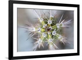 USA, Arizona. Abstract detail of cactus needles.-Jaynes Gallery-Framed Premium Photographic Print