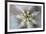 USA, Arizona. Abstract detail of cactus needles.-Jaynes Gallery-Framed Premium Photographic Print