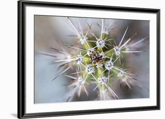 USA, Arizona. Abstract detail of cactus needles.-Jaynes Gallery-Framed Premium Photographic Print