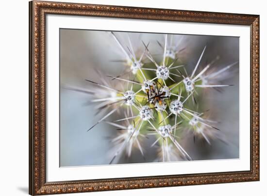 USA, Arizona. Abstract detail of cactus needles.-Jaynes Gallery-Framed Premium Photographic Print