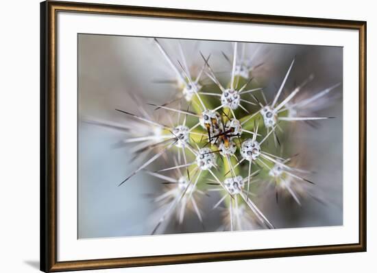 USA, Arizona. Abstract detail of cactus needles.-Jaynes Gallery-Framed Premium Photographic Print