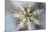 USA, Arizona. Abstract detail of cactus needles.-Jaynes Gallery-Mounted Premium Photographic Print
