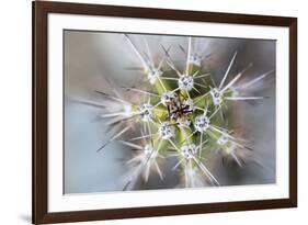 USA, Arizona. Abstract detail of cactus needles.-Jaynes Gallery-Framed Photographic Print