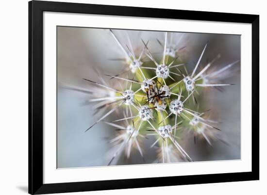 USA, Arizona. Abstract detail of cactus needles.-Jaynes Gallery-Framed Photographic Print