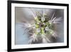 USA, Arizona. Abstract detail of cactus needles.-Jaynes Gallery-Framed Photographic Print