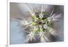 USA, Arizona. Abstract detail of cactus needles.-Jaynes Gallery-Framed Photographic Print