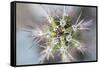 USA, Arizona. Abstract detail of cactus needles.-Jaynes Gallery-Framed Stretched Canvas