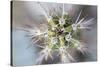 USA, Arizona. Abstract detail of cactus needles.-Jaynes Gallery-Stretched Canvas
