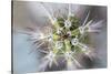 USA, Arizona. Abstract detail of cactus needles.-Jaynes Gallery-Stretched Canvas