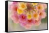 USA, Arizona. Abstract detail of lantana flowers.-Jaynes Gallery-Framed Stretched Canvas